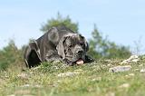 DOGUE ALLEMAND 015